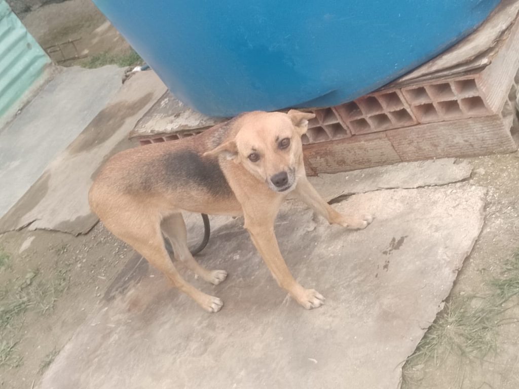 “Osa” mete miedo entre los vecinos de Romerito