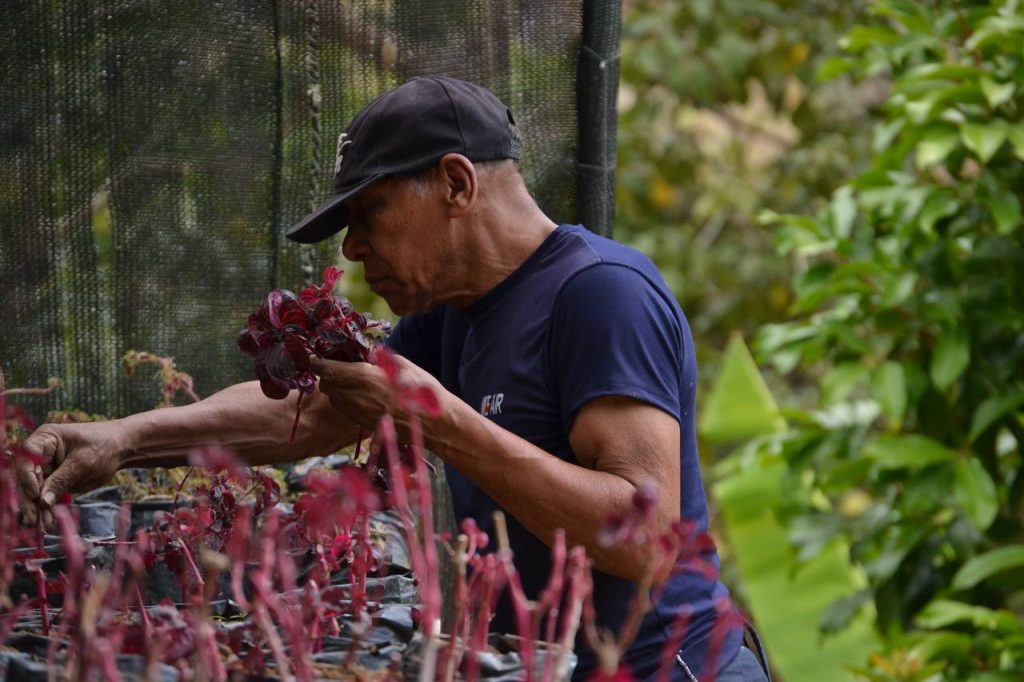 Plantarán 10 millones de árboles en Venezuela este año