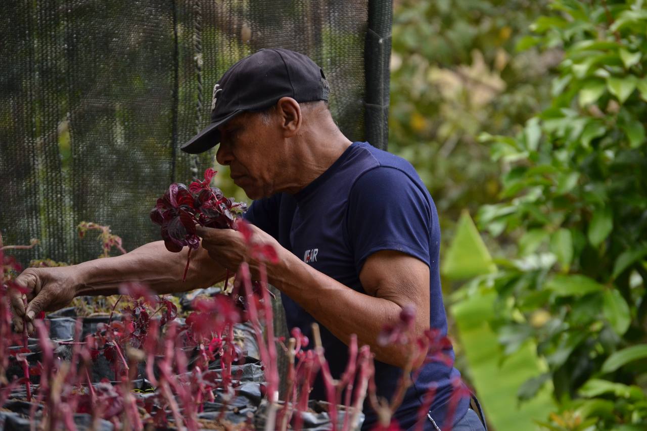 Plantarán 10 millones de árboles en Venezuela este año