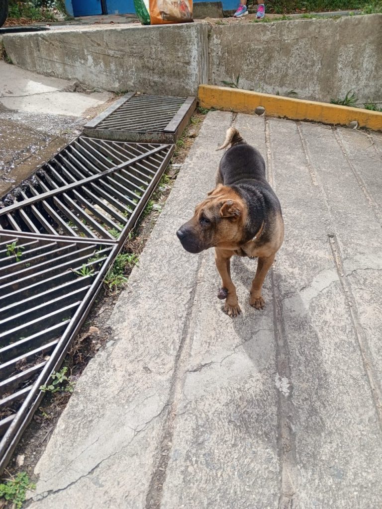 Buscan un hogar responsable para “Cachi”