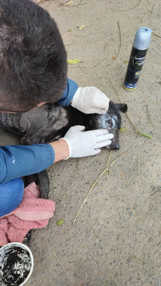 Canina fue encontrada con gusanos en su hocico