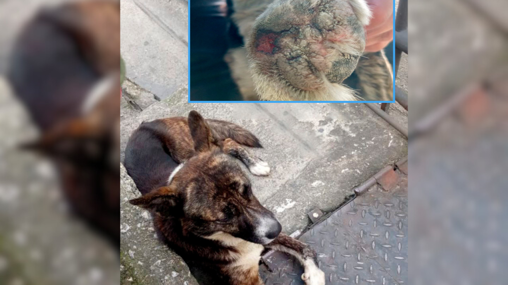 “Perrito” deambuló varios días herido por la Panamericana