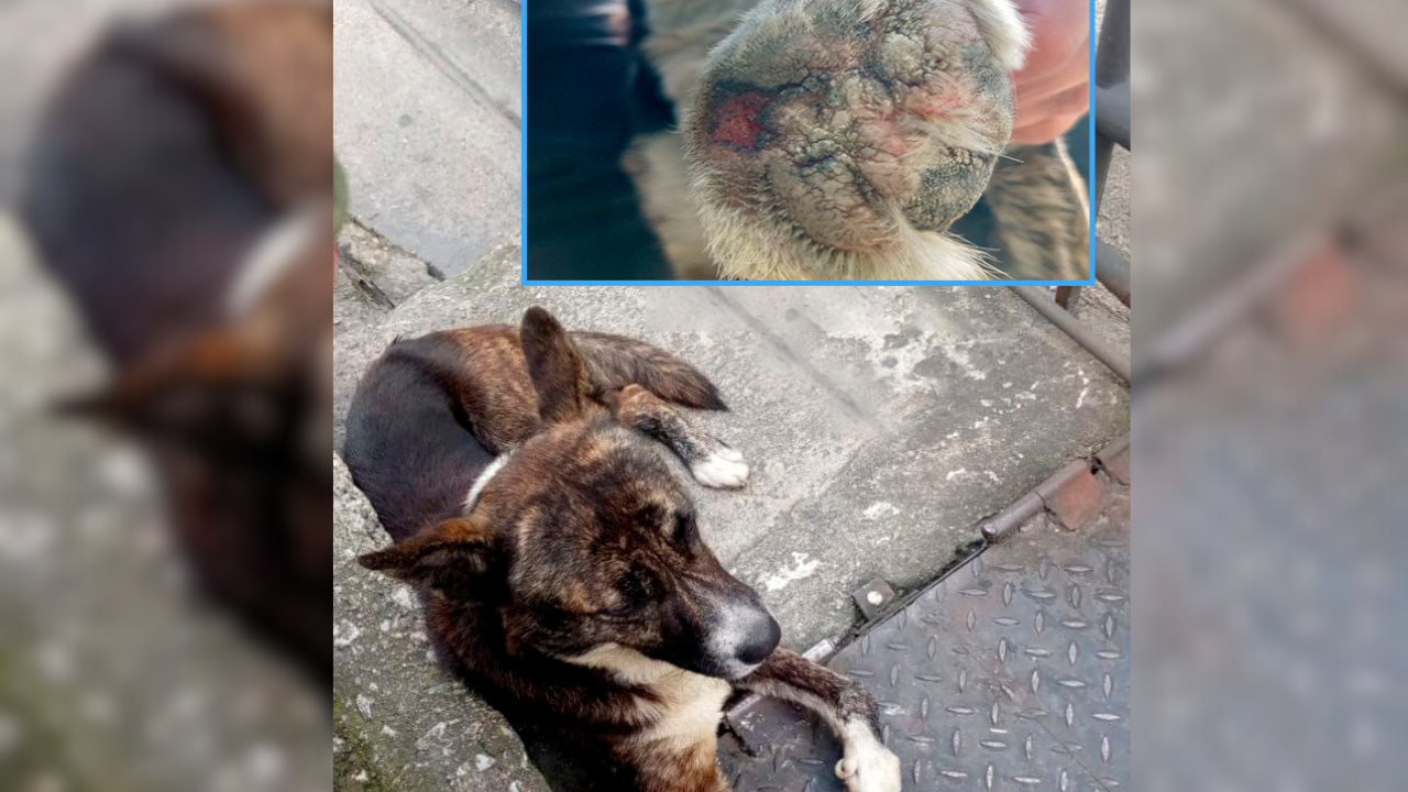 “Perrito” deambuló varios días herido por la Panamericana