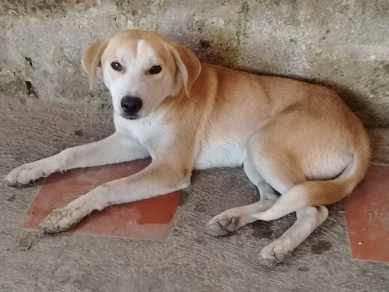 Denuncian presunto envenenamiento de perros en Las Dalias