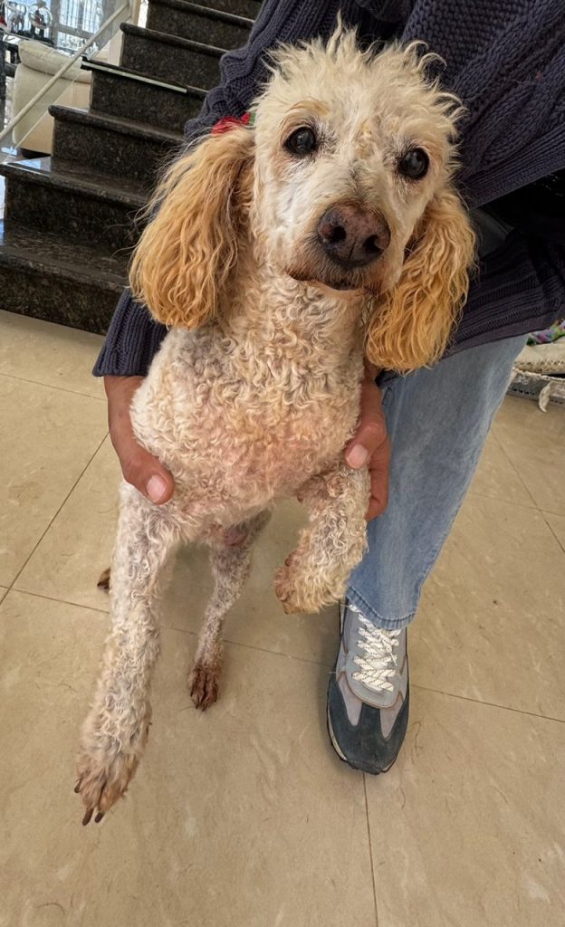 Un tumor mamario afecta a la canina “Esmeralda”