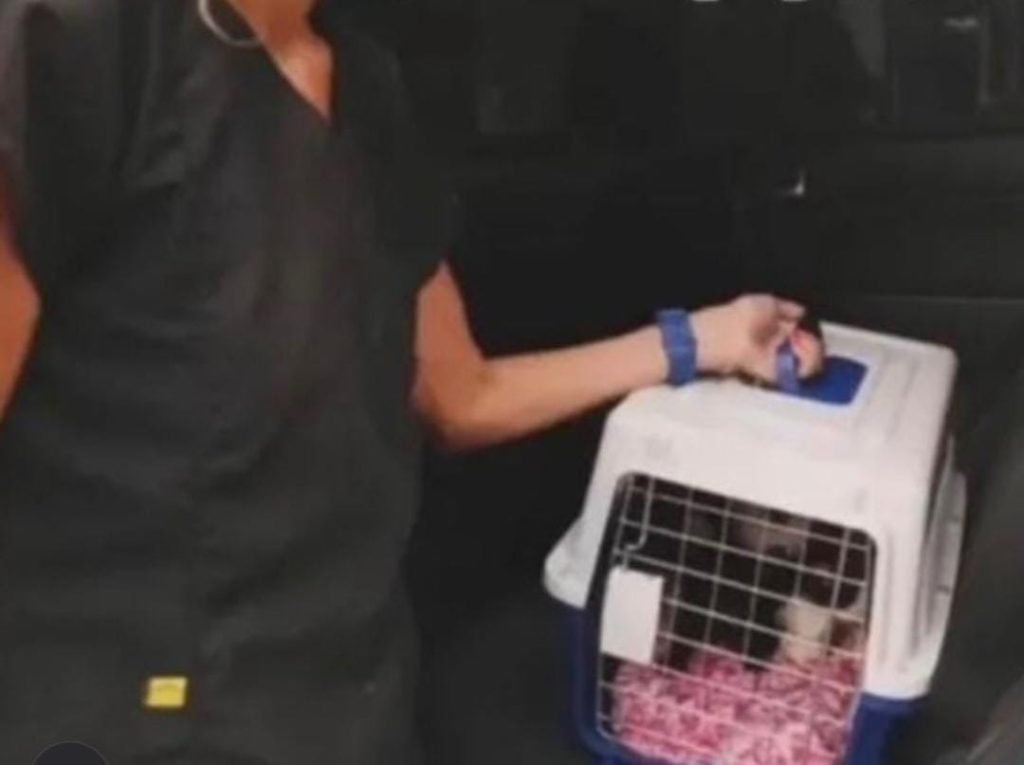 Fiscalía imputa a odontóloga por desaparición de 28 gatos