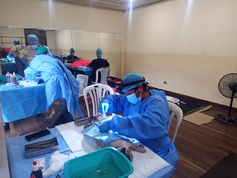 Jornadas de amor para los peludos este 14 y 15 de marzo