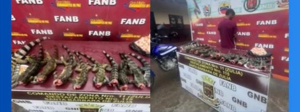 Preso por sacrificar a 12 iguanas