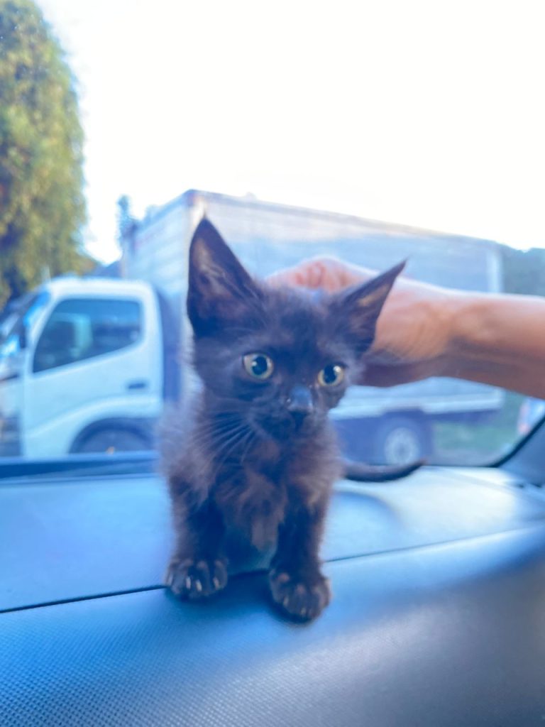 Denuncian constante abandono de animales en los Altos