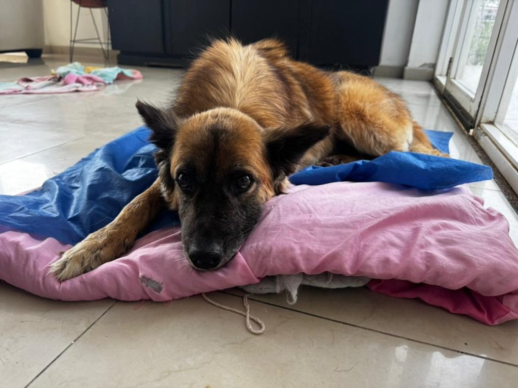 El perrito Astro necesita apoyo para recuperarse