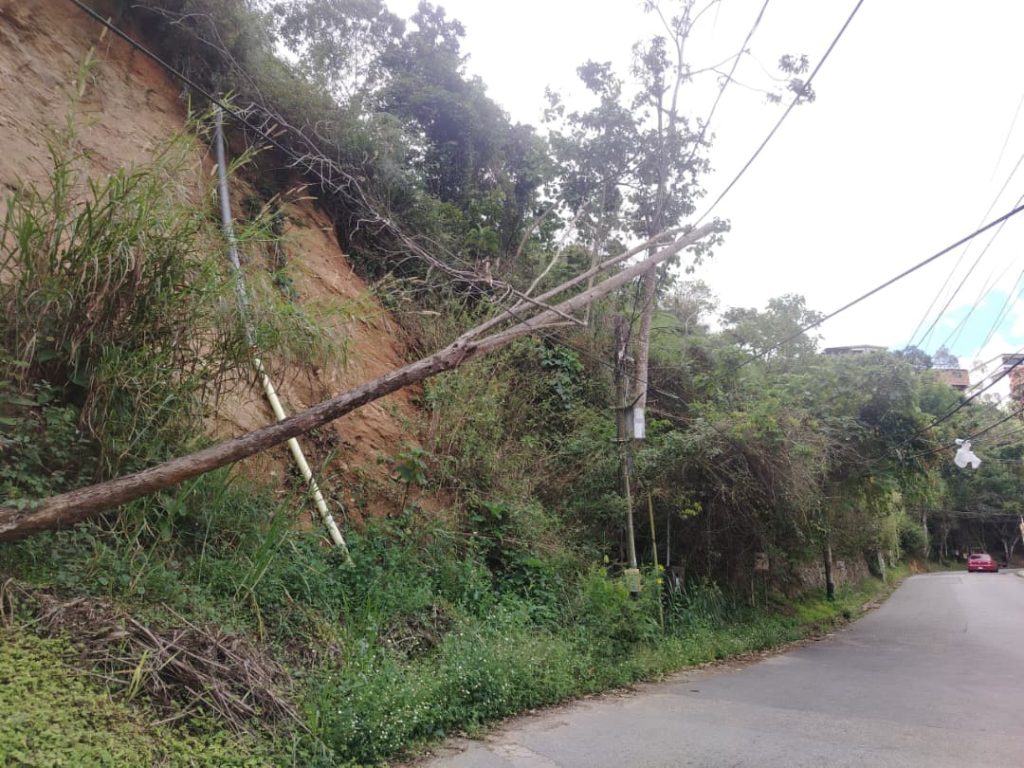 Árbol se sostiene con cables en Carrizal