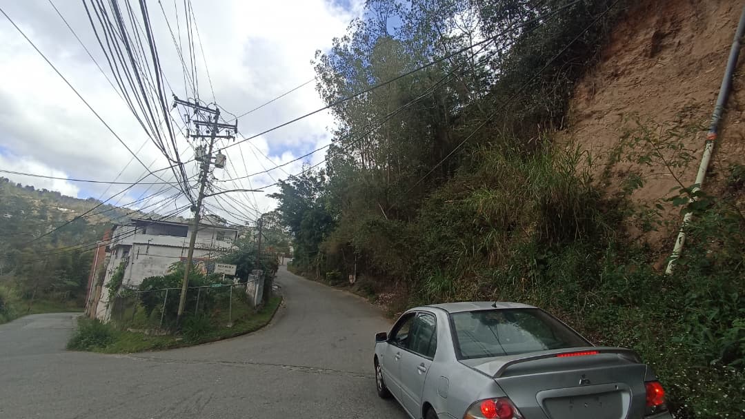 Retiran árbol caído en Colinas de Carrizal