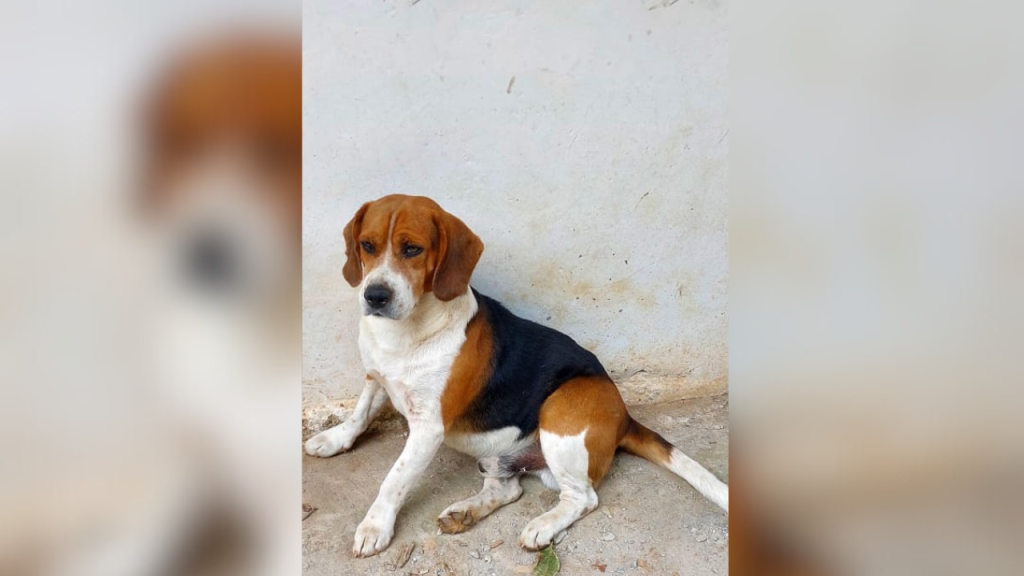 Denuncian envenenamiento de perro en Potrerito 1