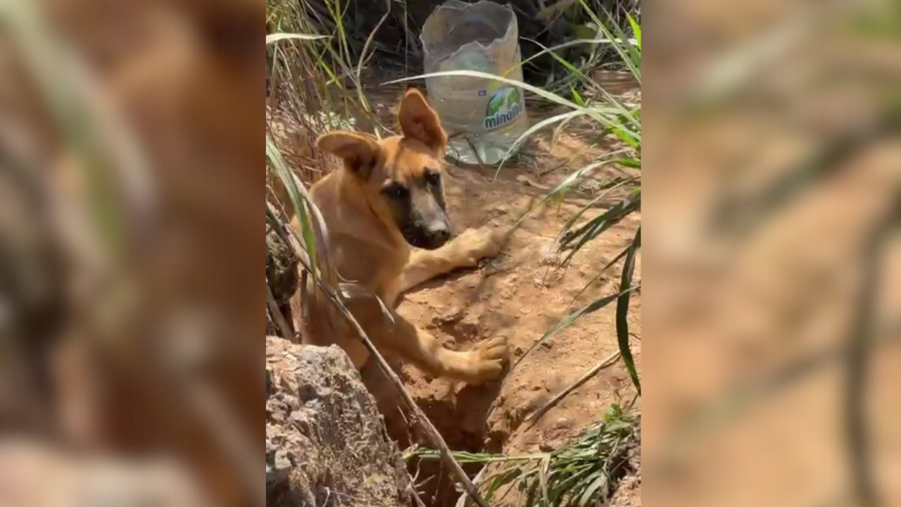 Cachorros llevan un mes atrapados en una cueva