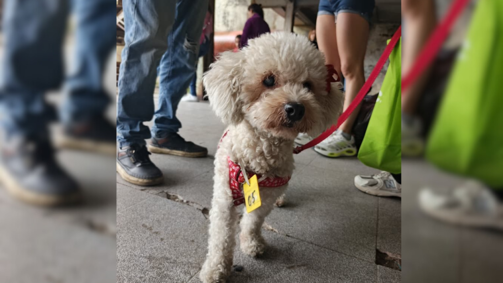 Darán amor a animales con jornada de esterilización este 14-F