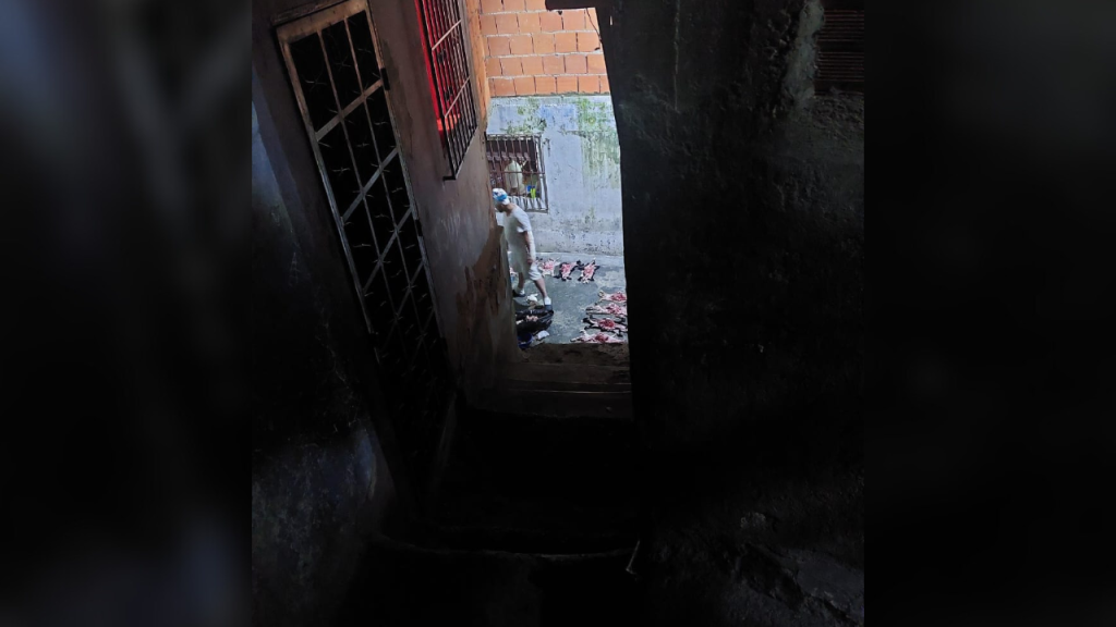 Ministerio Público investiga asesinato serial de gatos