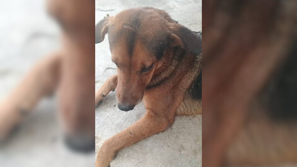 Alarma por ola de casos de maltrato animal en Carrizal