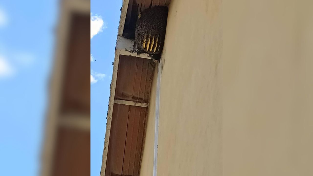 Panal de abejas pone en riesgo a 79 estudiantes de Guareguare