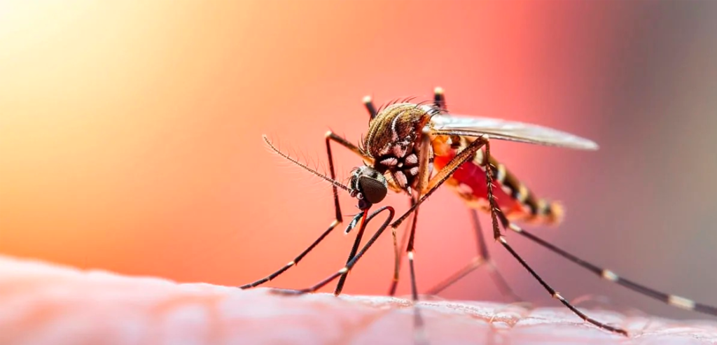 Dos fallecidos por fiebre amarilla en Lara