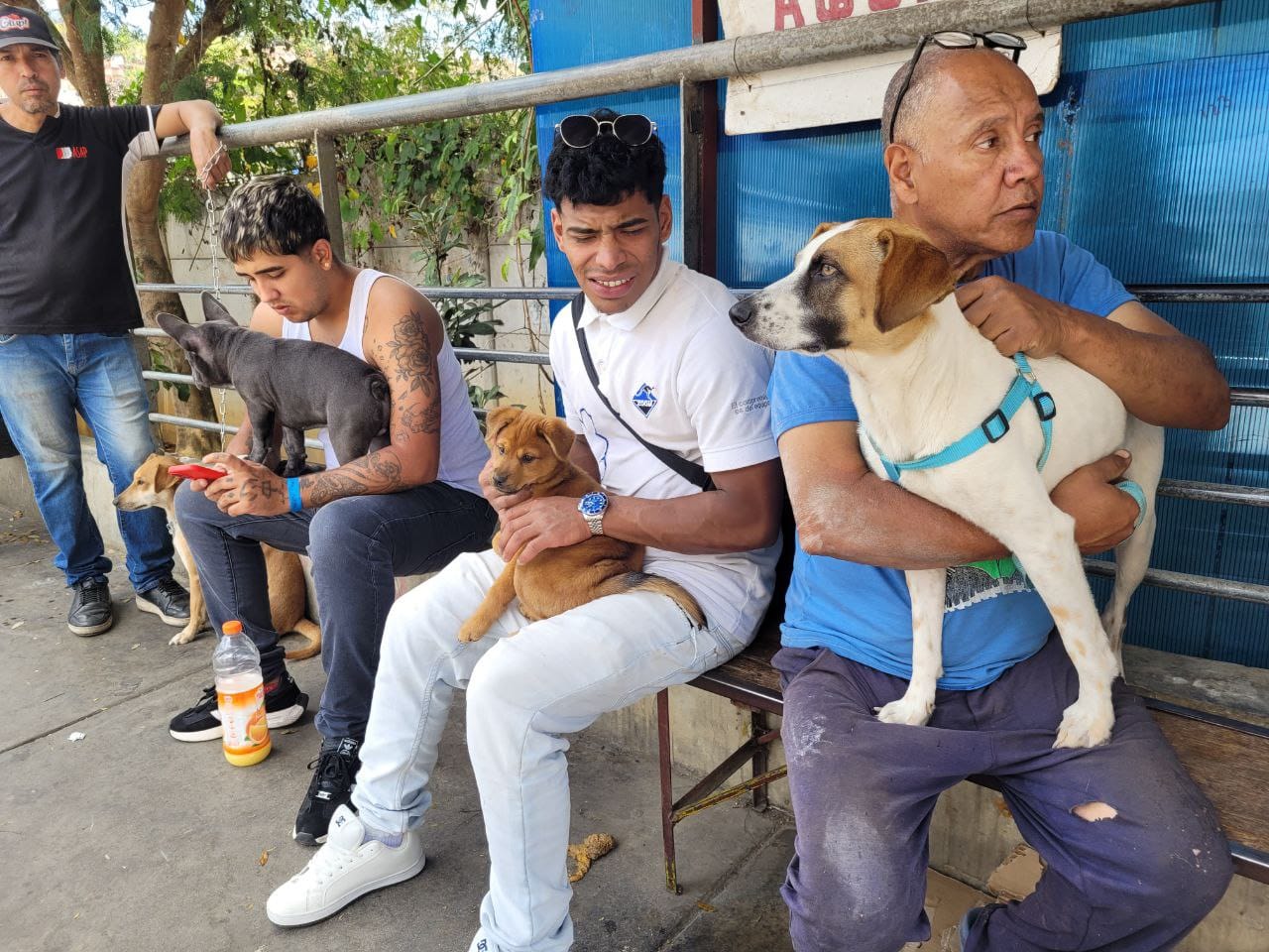 Aplican 150 vacunas a perritos de El Nacional 