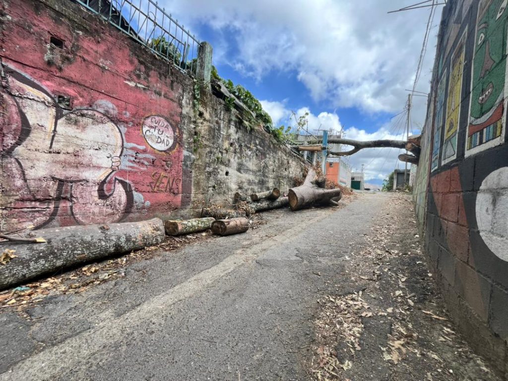 Aún no recogen árbol caído en La Estrella