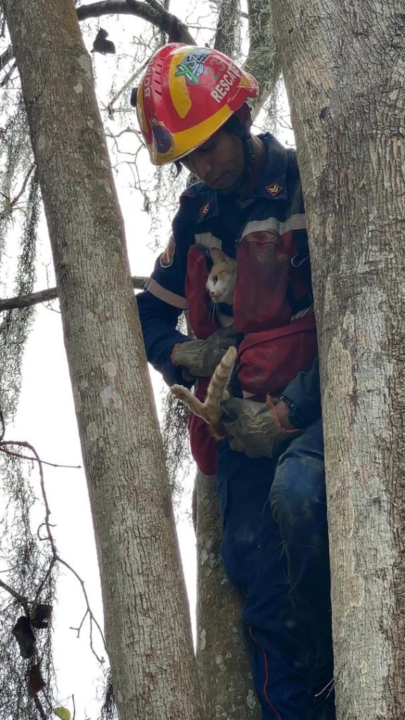Un gato estuvo atrapado en la copa de un árbol