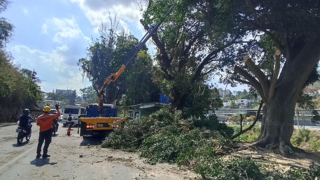 Plan pica y poda avanza en Los Teques