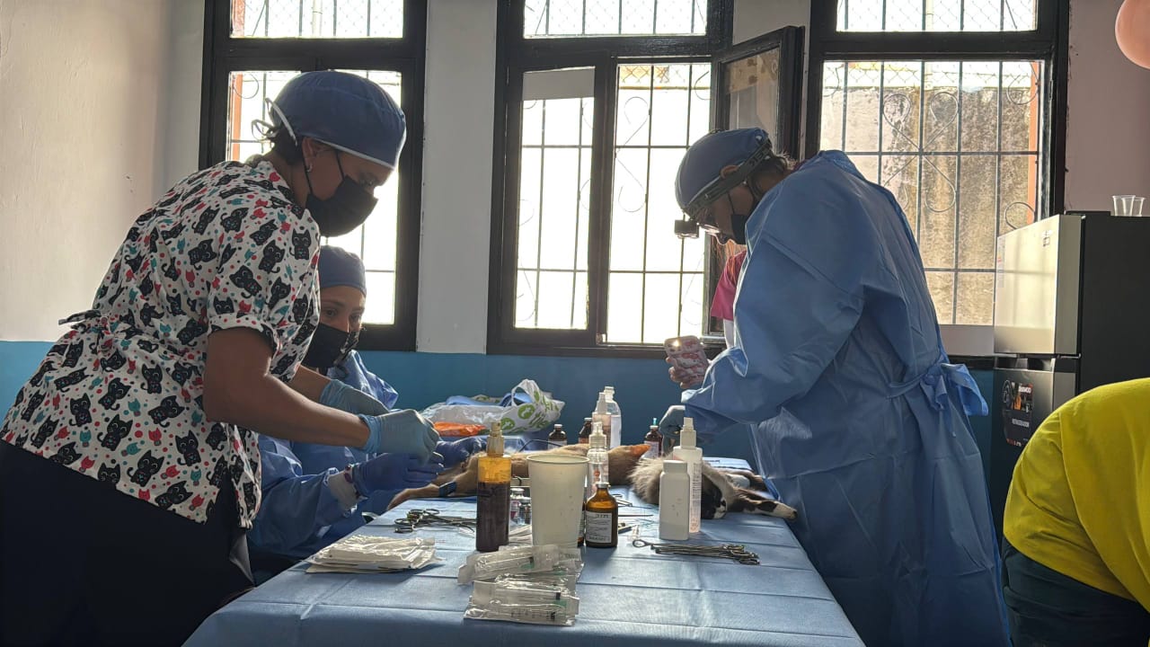 Esterilizarán mascotas a bajo costo