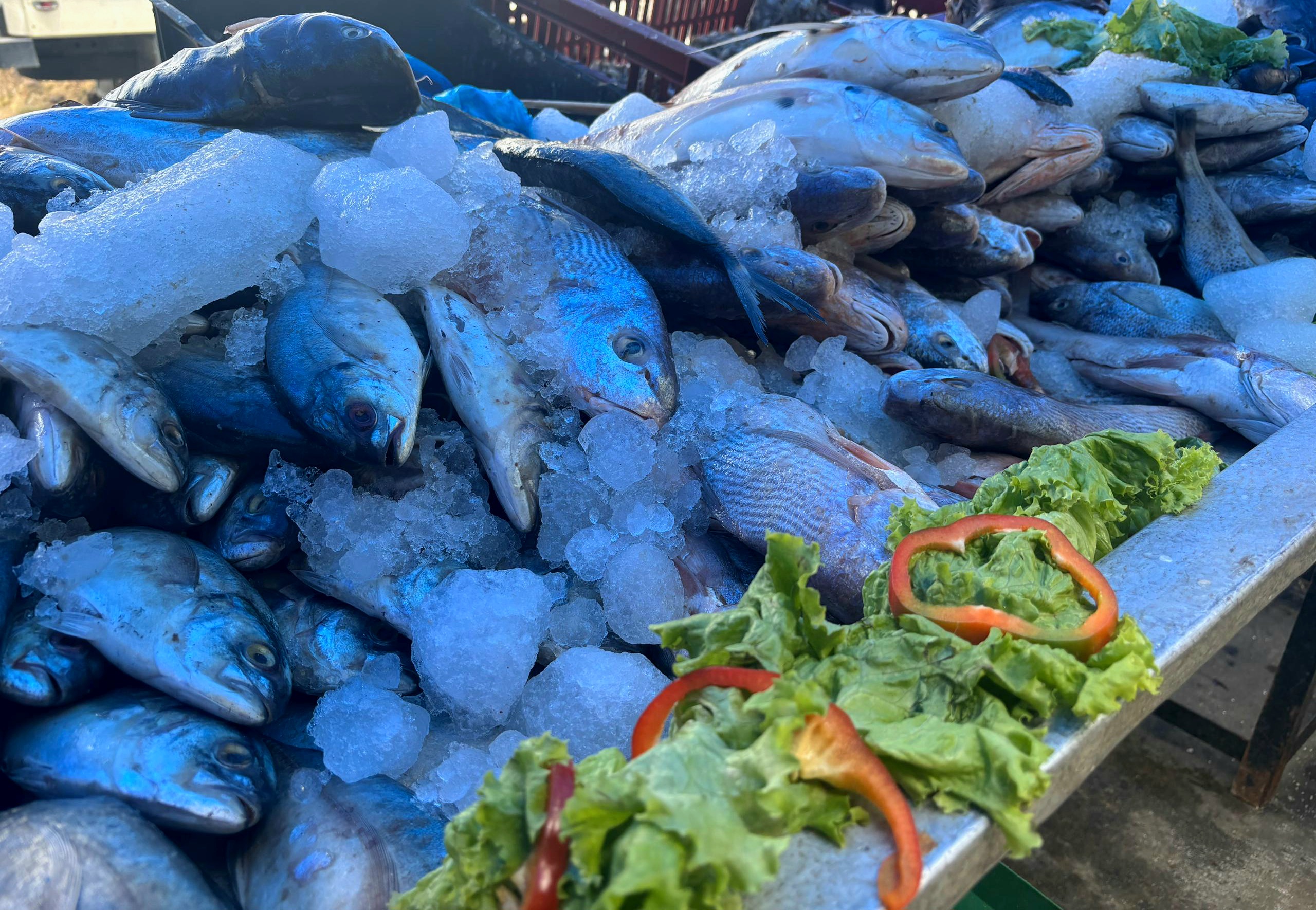 Feria Pesquera en la Bermúdez