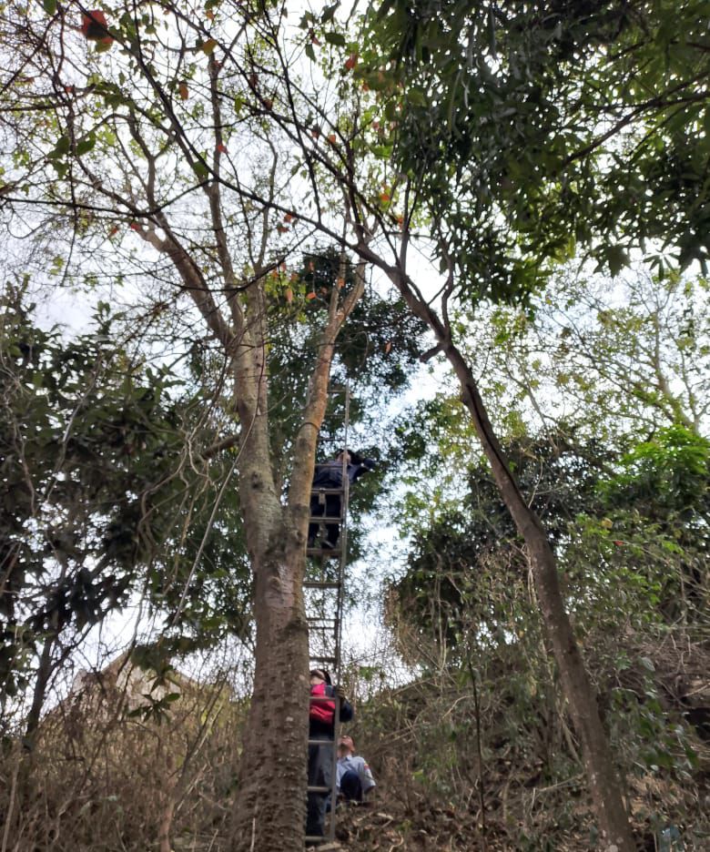 Un gato pasó más de 48 horas montado en gigantesco árbol
