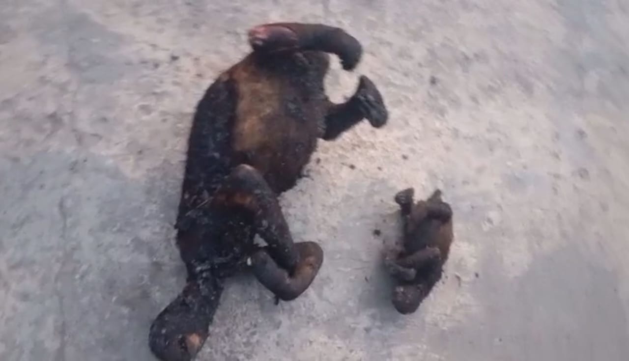 Una pereza y su cría mueren calcinados en incendio