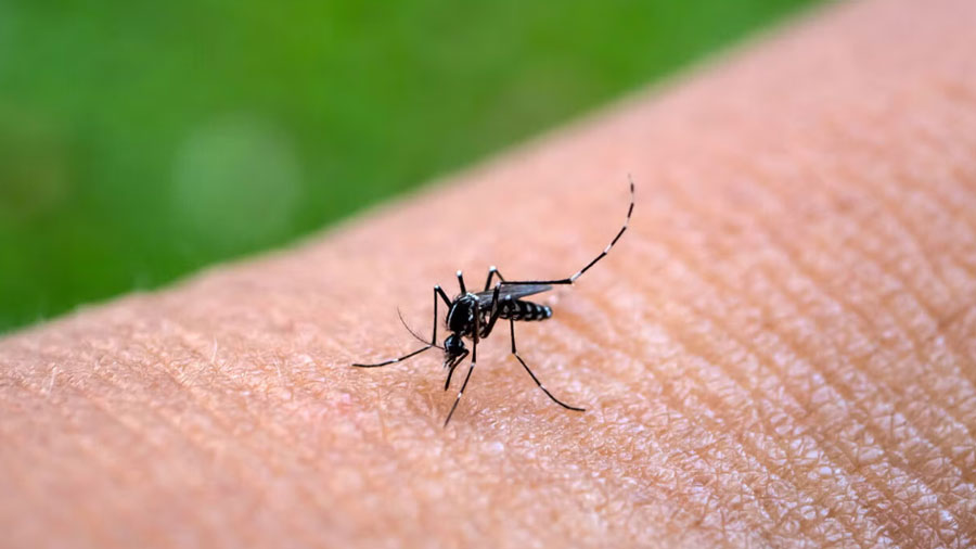 OPS alerta sobre repunte de transmisión de fiebre amarilla