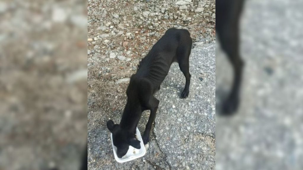 Cuatro perros desnutridos están al borde de la muerte