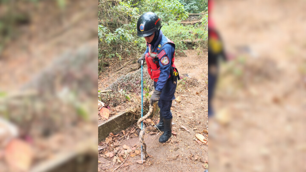 Pánico en La Macarena por aparición de “tragavenado”