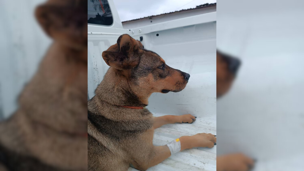 Atropellaron a perrita y la dejaron tirada en la vía