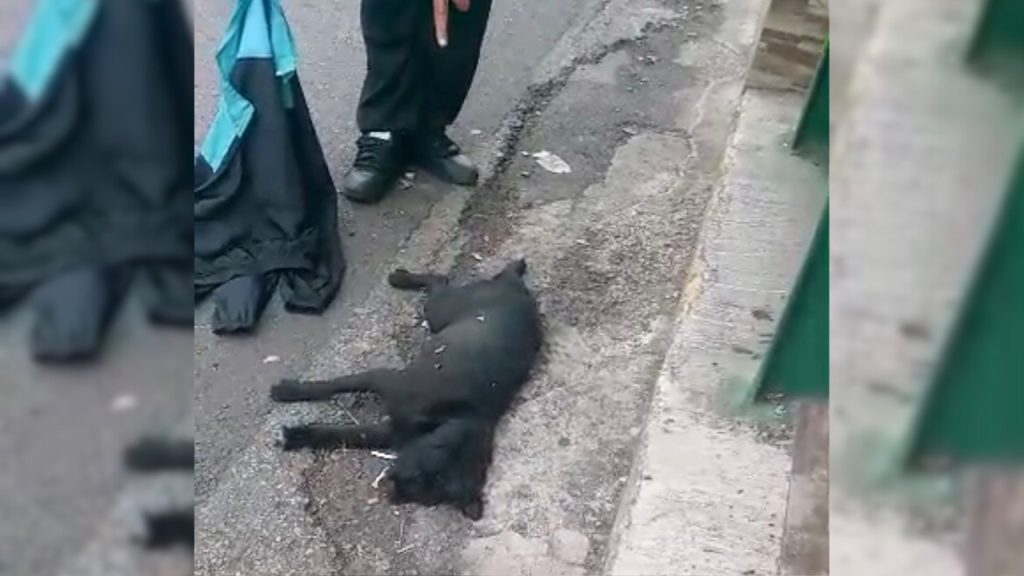 Muere arrollada perrita cuando intentaba cruzar la Panamericana