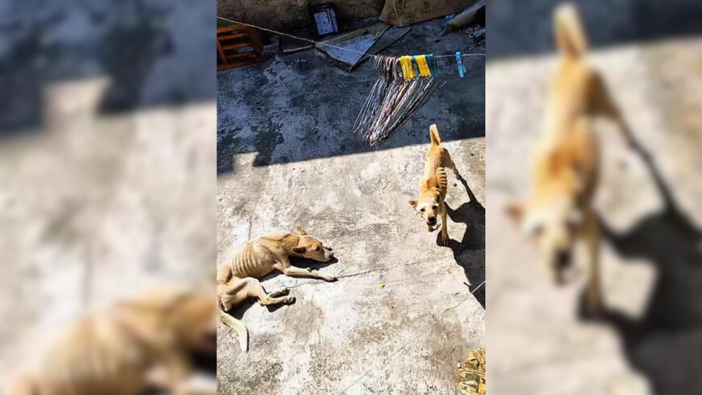 Rescatan a perritos desnutridos de una casa en Los Teques