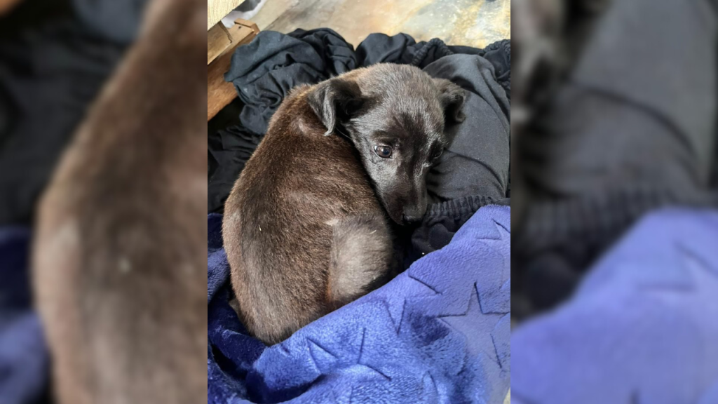 Buscan dar en adopción a una cachorrita