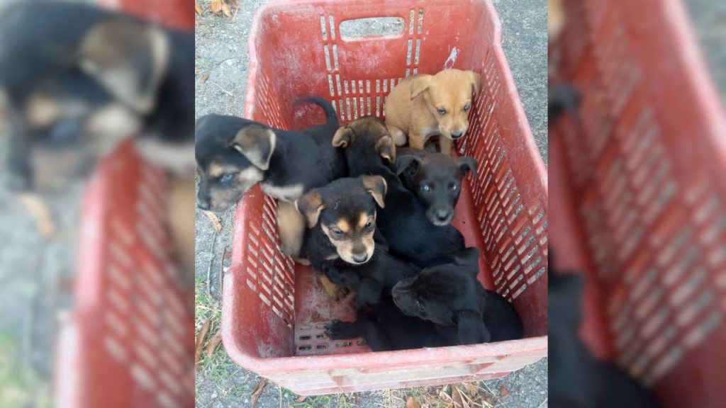 Perrita muere arrollada protegiendo a sus cachorros