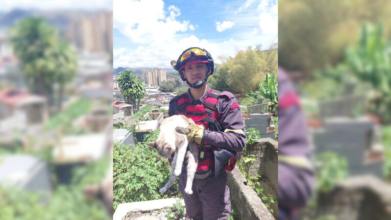 Un gato cayó en una fosa del Cementerio