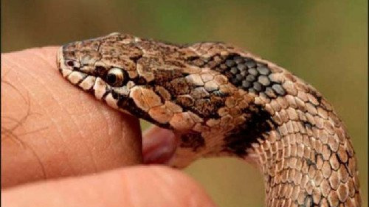 Hallan cadáver de un hombre en estado de descomposición