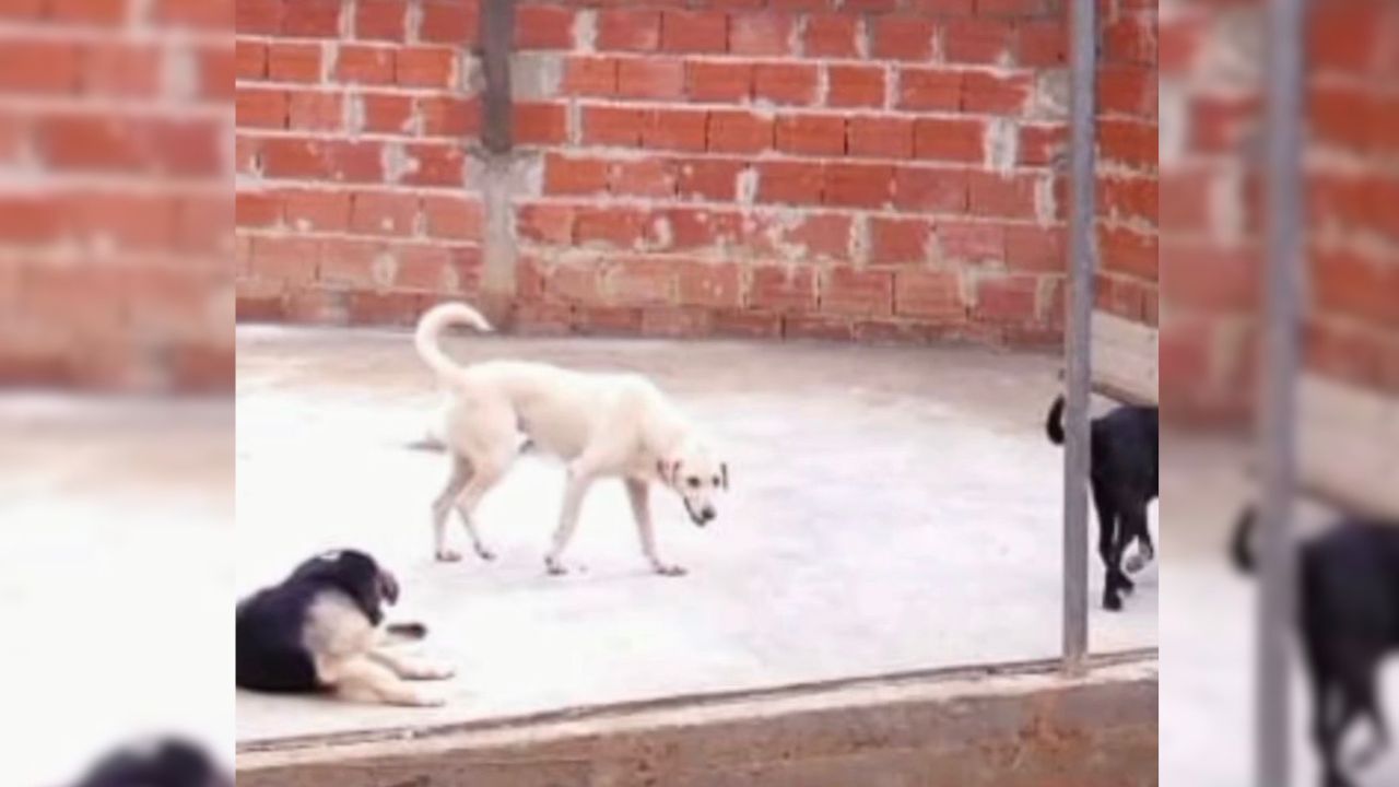 Refugio de animales amenazado por incendio