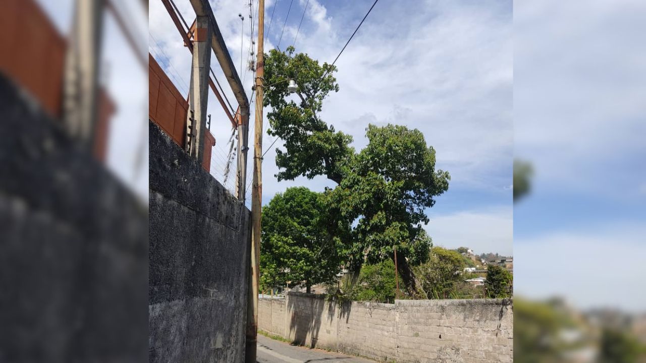 Árbol está a punto de caer y causar daños en colegio