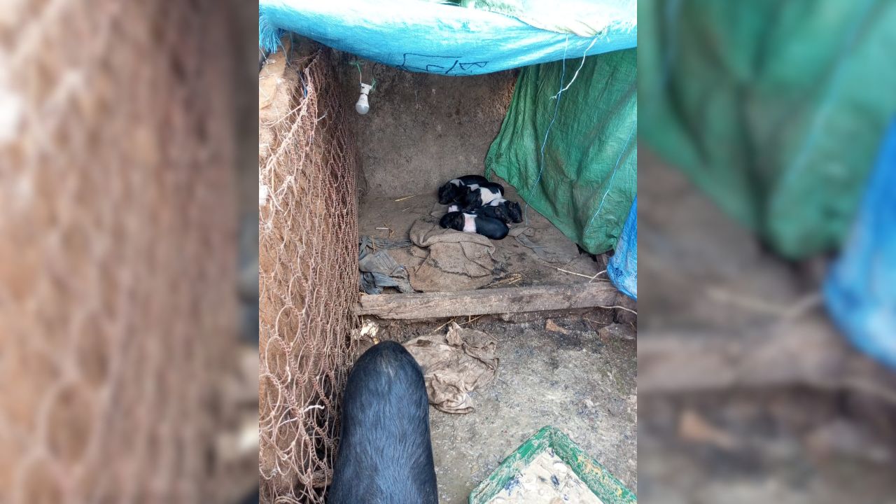 Consejo comunal avaló cría de animales en Alto Verde