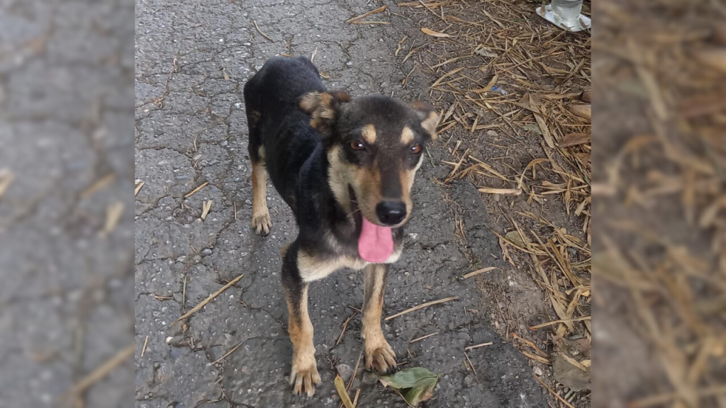 Perritos desnutridos necesitan un hogar