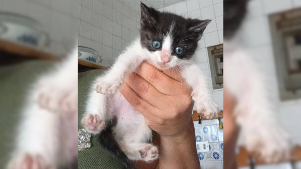 Gatas desamparadas buscan hogar