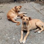 WhatsApp Image 2026-04-16 at 5.11.39 PM (1)