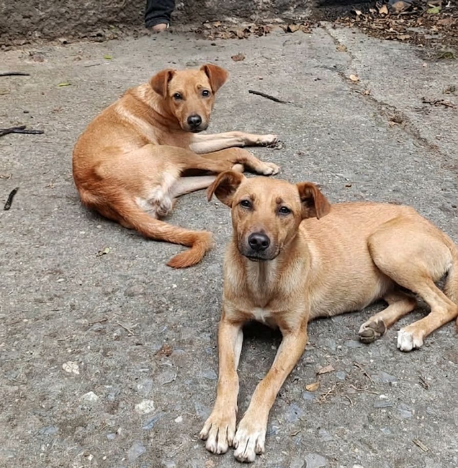 WhatsApp Image 2026-04-16 at 5.11.39 PM (1)