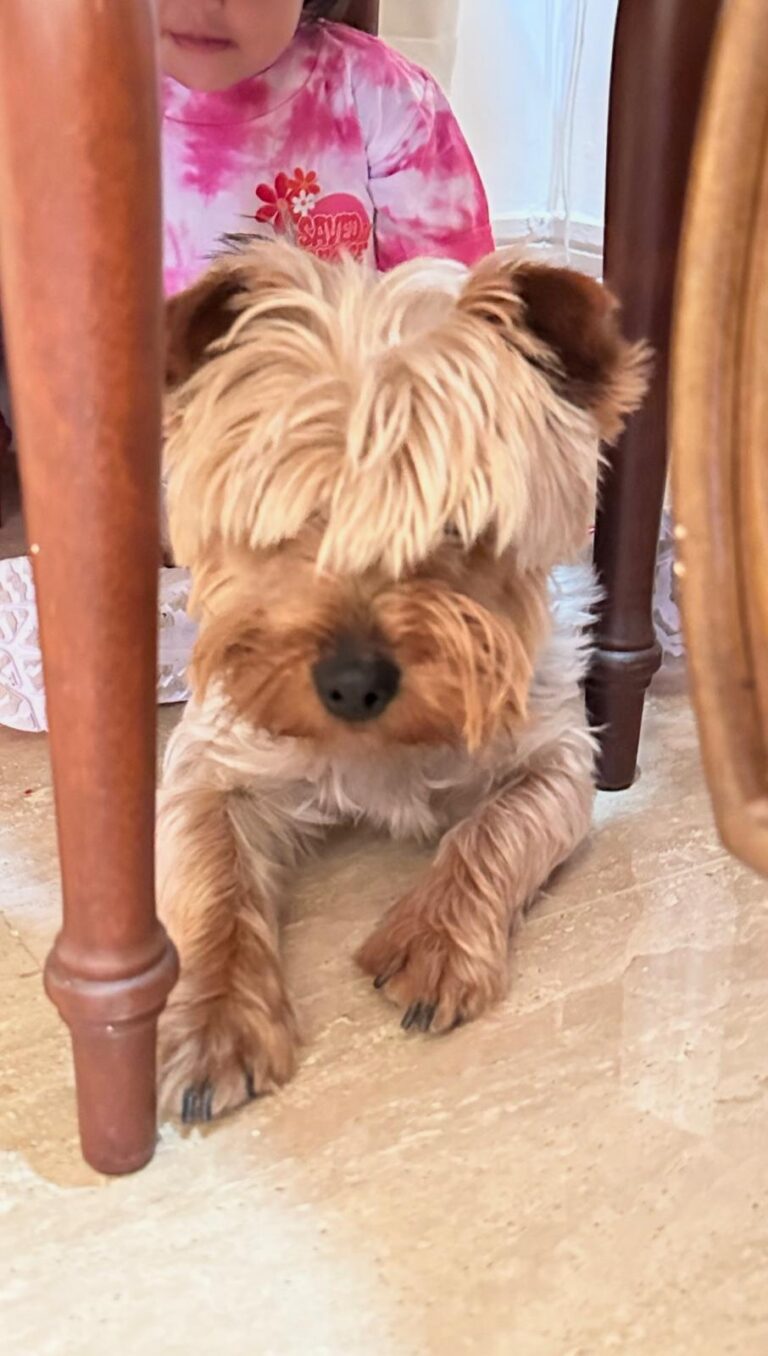 WhatsApp Image 2026-04-17 at 11.34.42 AM