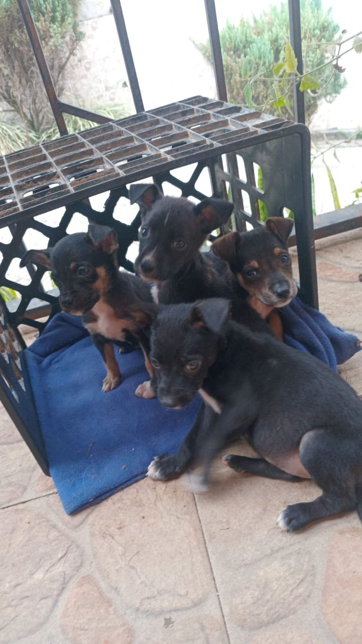 WhatsApp Image 2026-04-25 at 2.52.41 PM